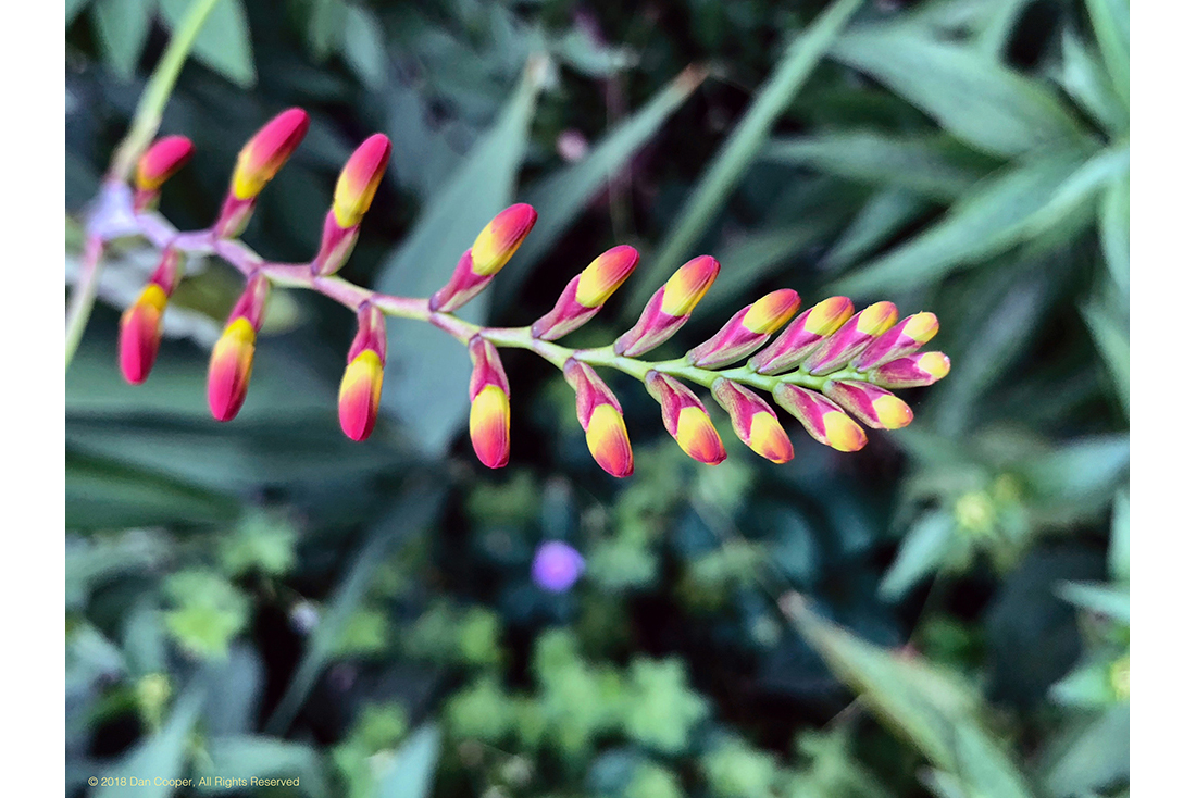 Red Yellow Buds